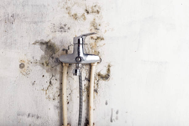 Best Basement Mold Remediation in Mequon, WI