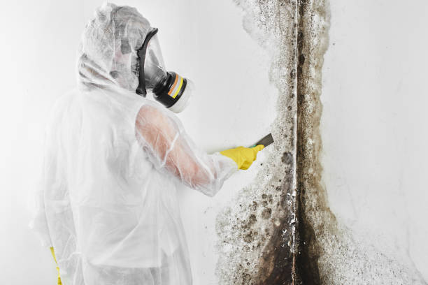 Best Residential Mold Remediation in Mequon, WI