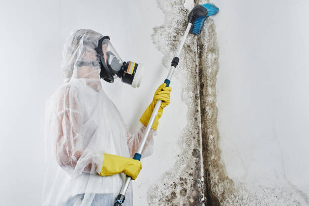 Best DIY Mold Remediation Support Services in Mequon, WI