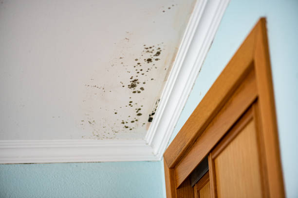 Best Mold Remediation for Schools in Mequon, WI