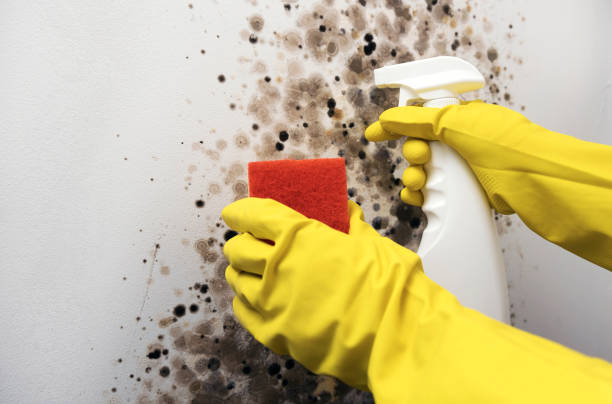 Professional Mold Remediation in Mequon, WI