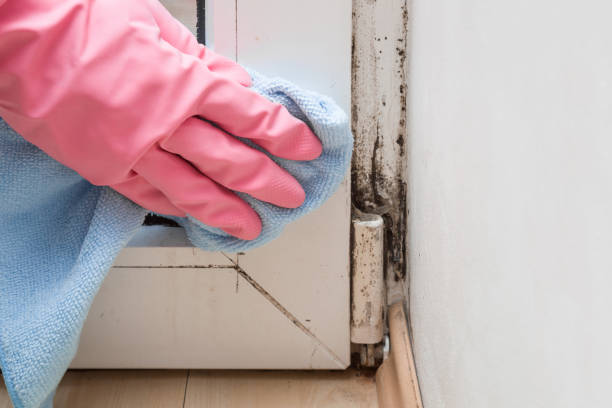 Best Post-Flood Mold Remediation in Mequon, WI