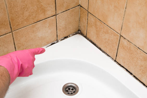 Best Kitchen Mold Remediation in Mequon, WI